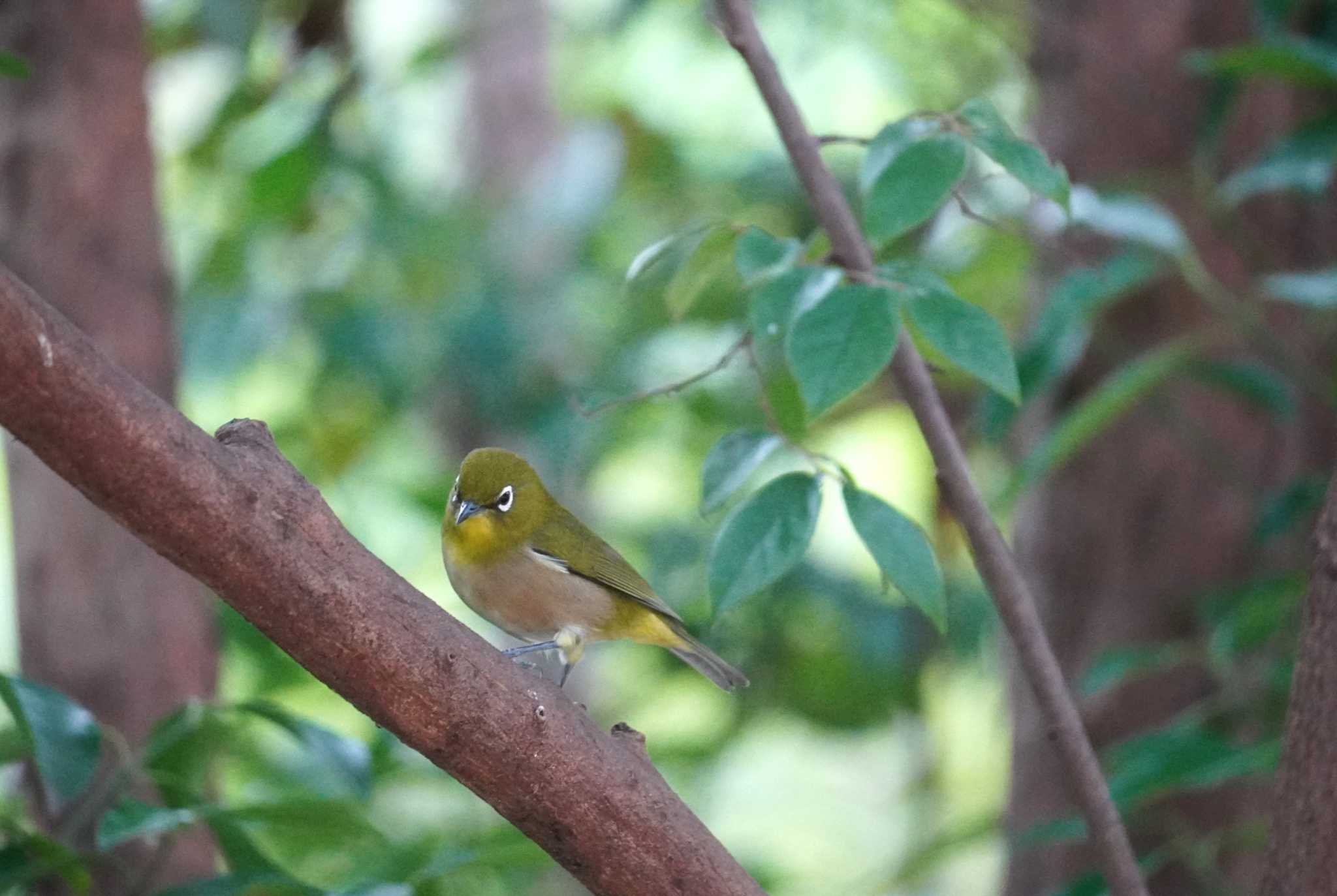 Warbling White-eye