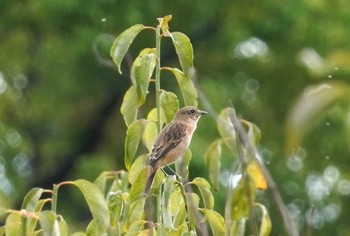 2023年10月7日(土) 大阪城公園の野鳥観察記録