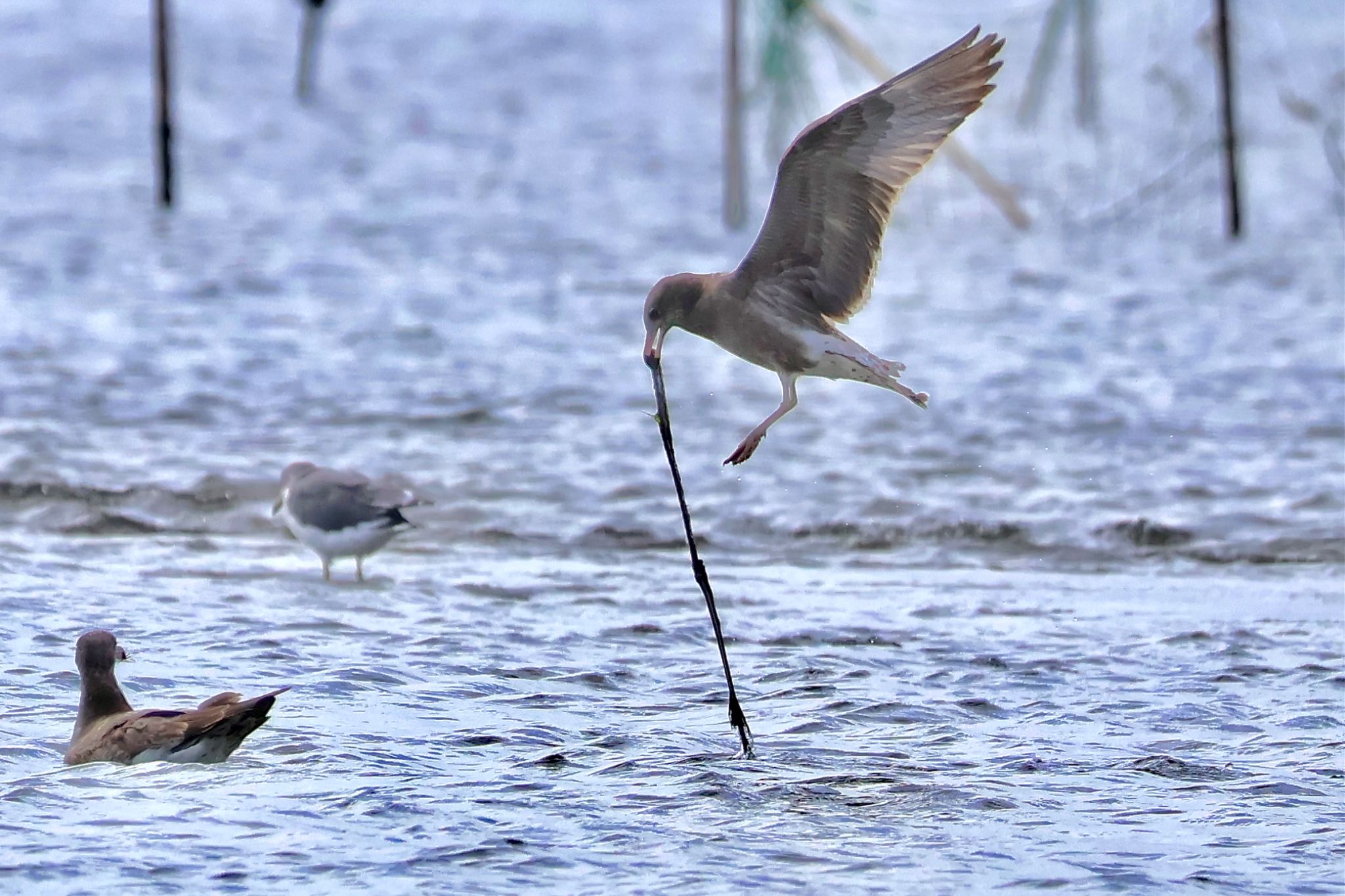 Slaty-backed Gull