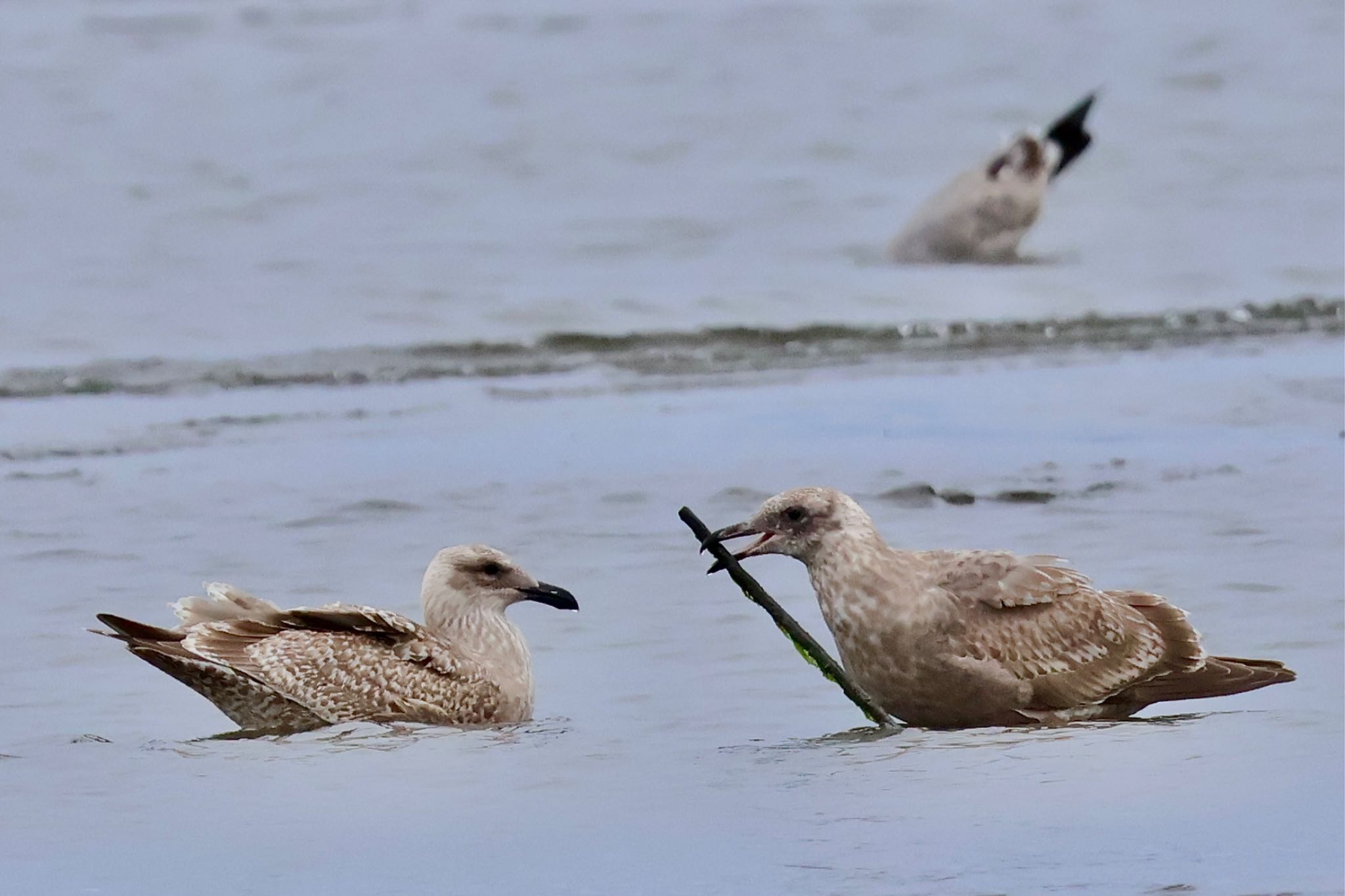 Slaty-backed Gull