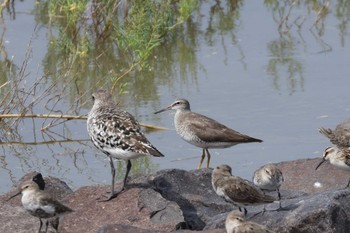 Grey-tailed Tattler Daijugarami Higashiyoka Coast Tue, 9/11/2018