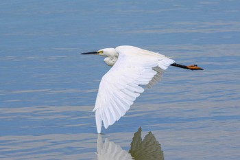 Little Egret 加古大池 Mon, 9/25/2023