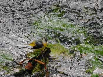 2023年10月8日(日) 平和の森公園、妙正寺川の野鳥観察記録