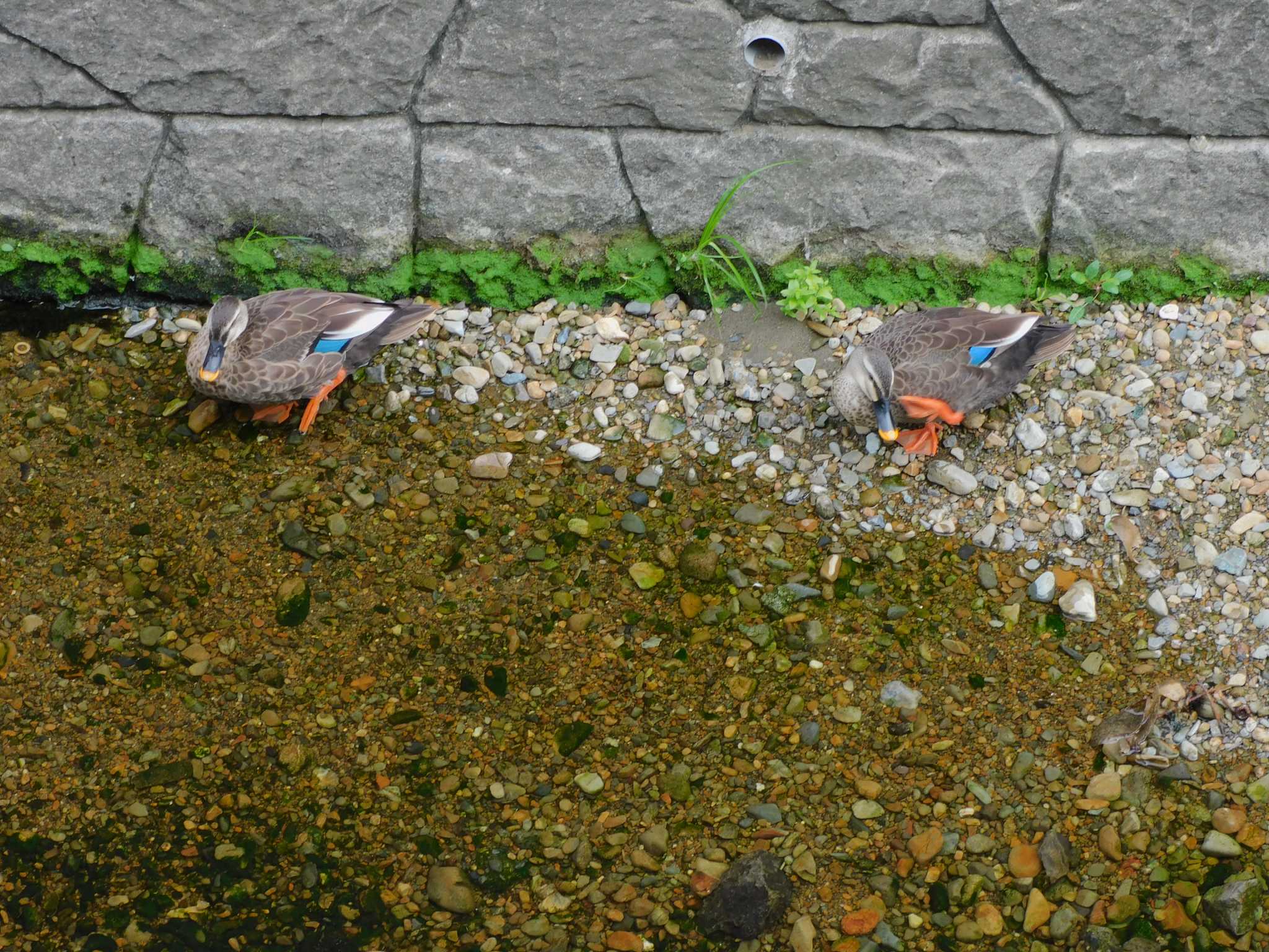 平和の森公園、妙正寺川 カルガモの写真