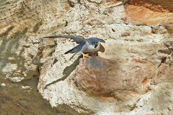 ハヤブサ 青葉山公園 2023年10月7日(土)