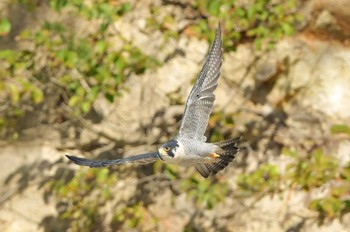 ハヤブサ 青葉山公園 2023年10月7日(土)