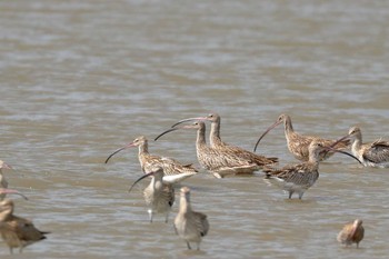 Far Eastern Curlew Daijugarami Higashiyoka Coast Mon, 9/10/2018