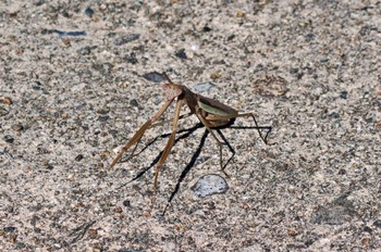 Unknown Species Hegura Island Mon, 10/2/2023