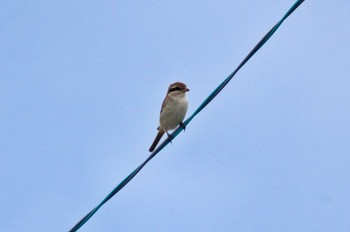 Brown Shrike Hegura Island Mon, 10/2/2023