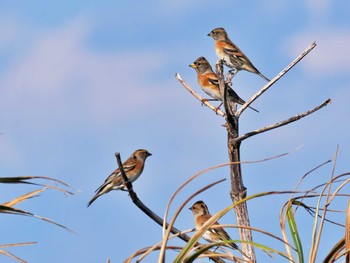 Brambling Hegura Island Mon, 10/2/2023