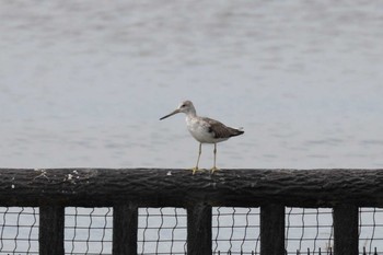 Nordmann's Greenshank