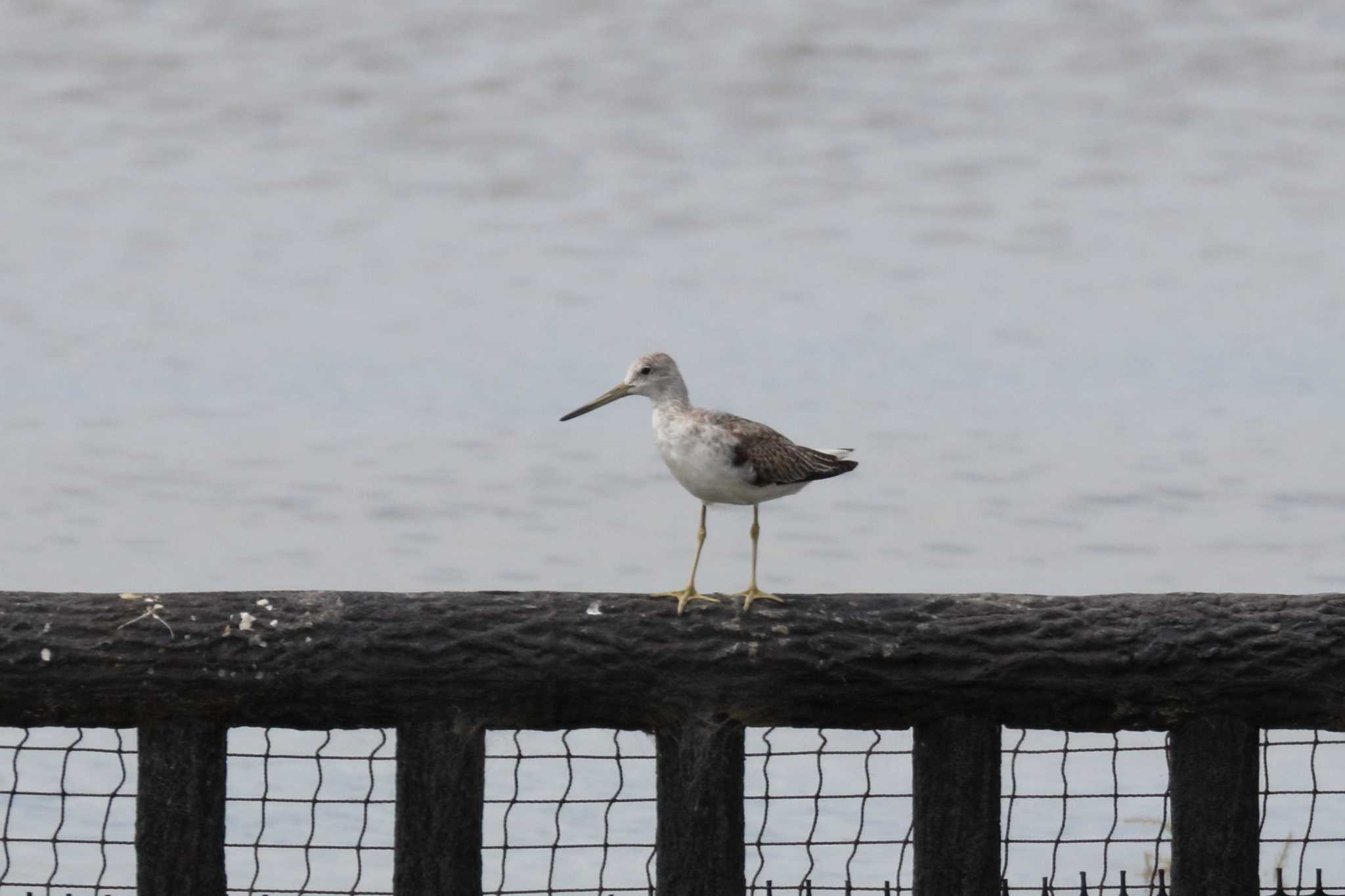 Photo of Nordmann's Greenshank at Daijugarami Higashiyoka Coast by Zakky