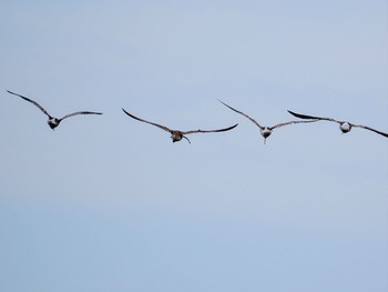 ホウロクシギ 大授搦(東与賀干潟) 2023年10月1日(日)