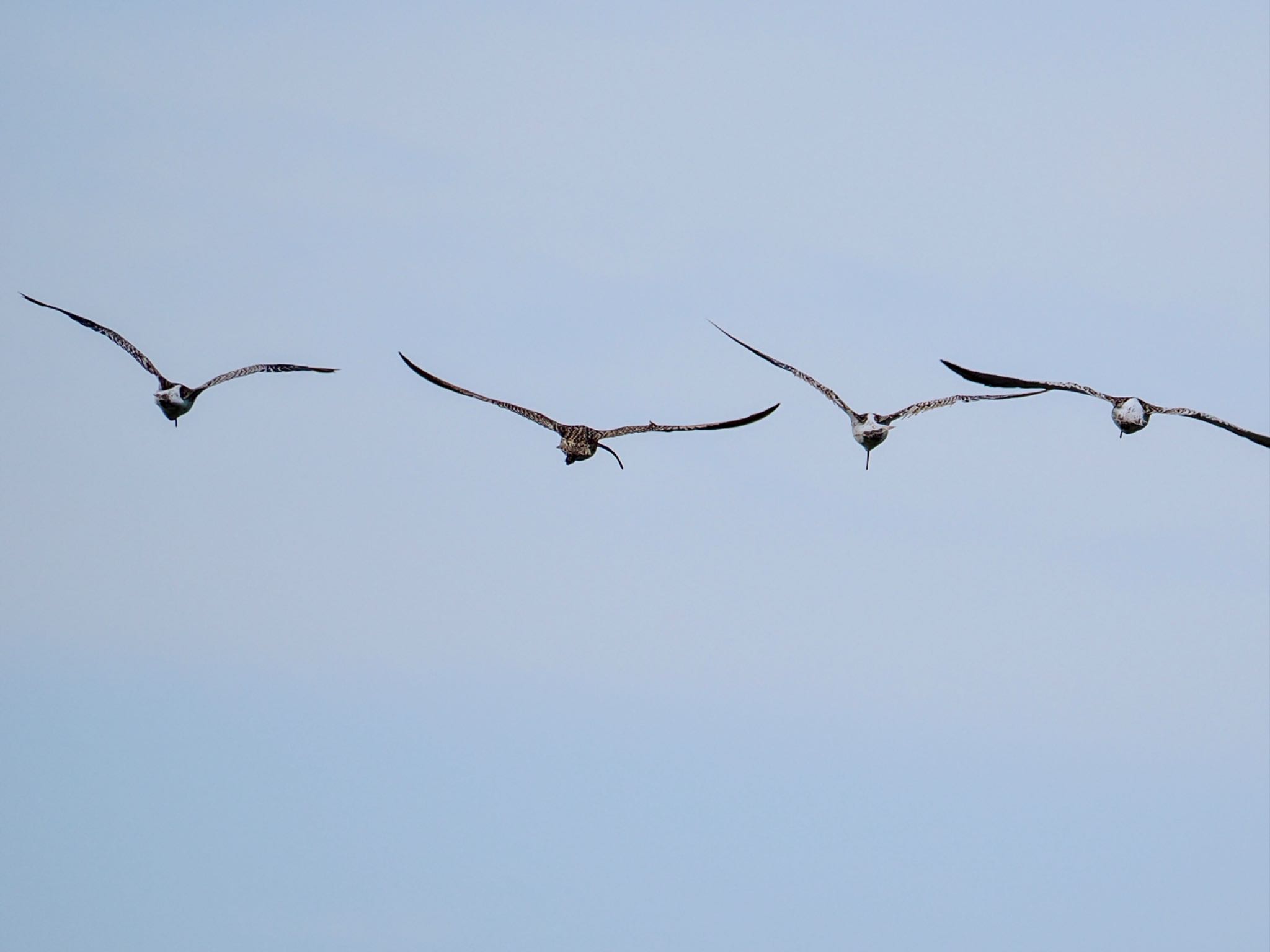 Far Eastern Curlew