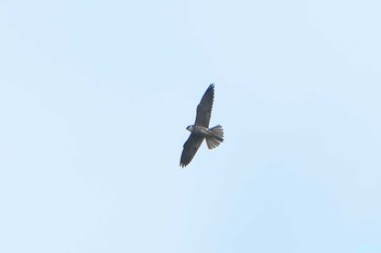 Eurasian Hobby 烏帽子岳(長崎県) Sat, 9/30/2023