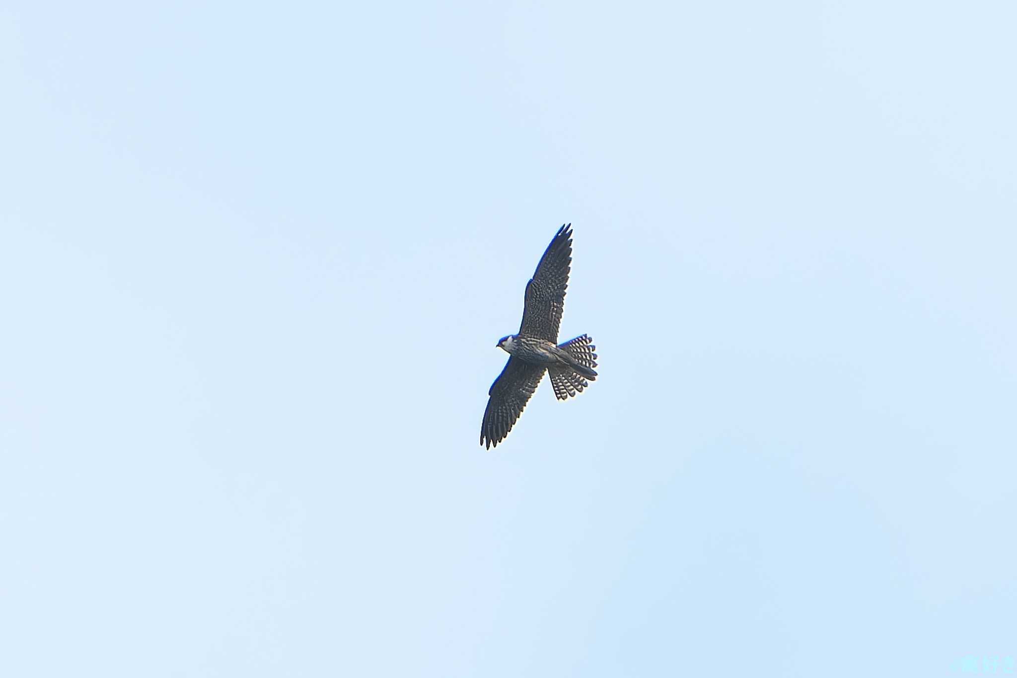 Photo of Eurasian Hobby at 烏帽子岳(長崎県) by 禽好き