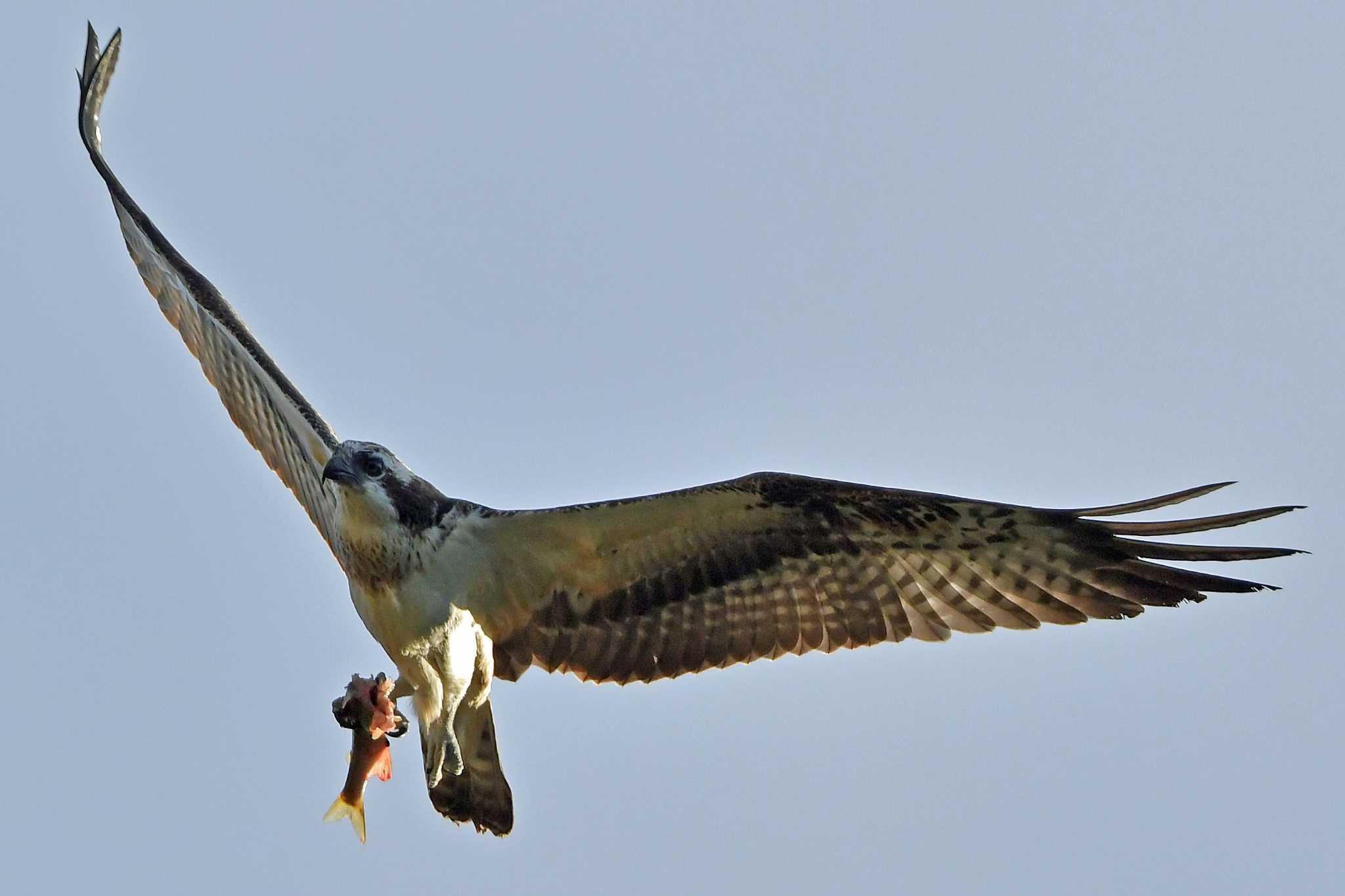 魚食べている時に、カラスに襲われた方。。。 by Keiichi TAKEDA