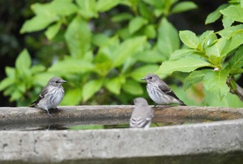 Sun, 10/8/2023 Birding report at 権現山(弘法山公園)