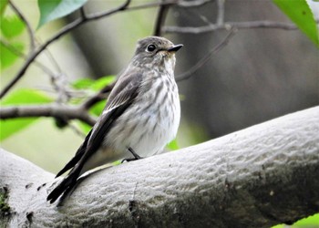 Grey-streaked Flycatcher Akigase Park Sun, 10/8/2023