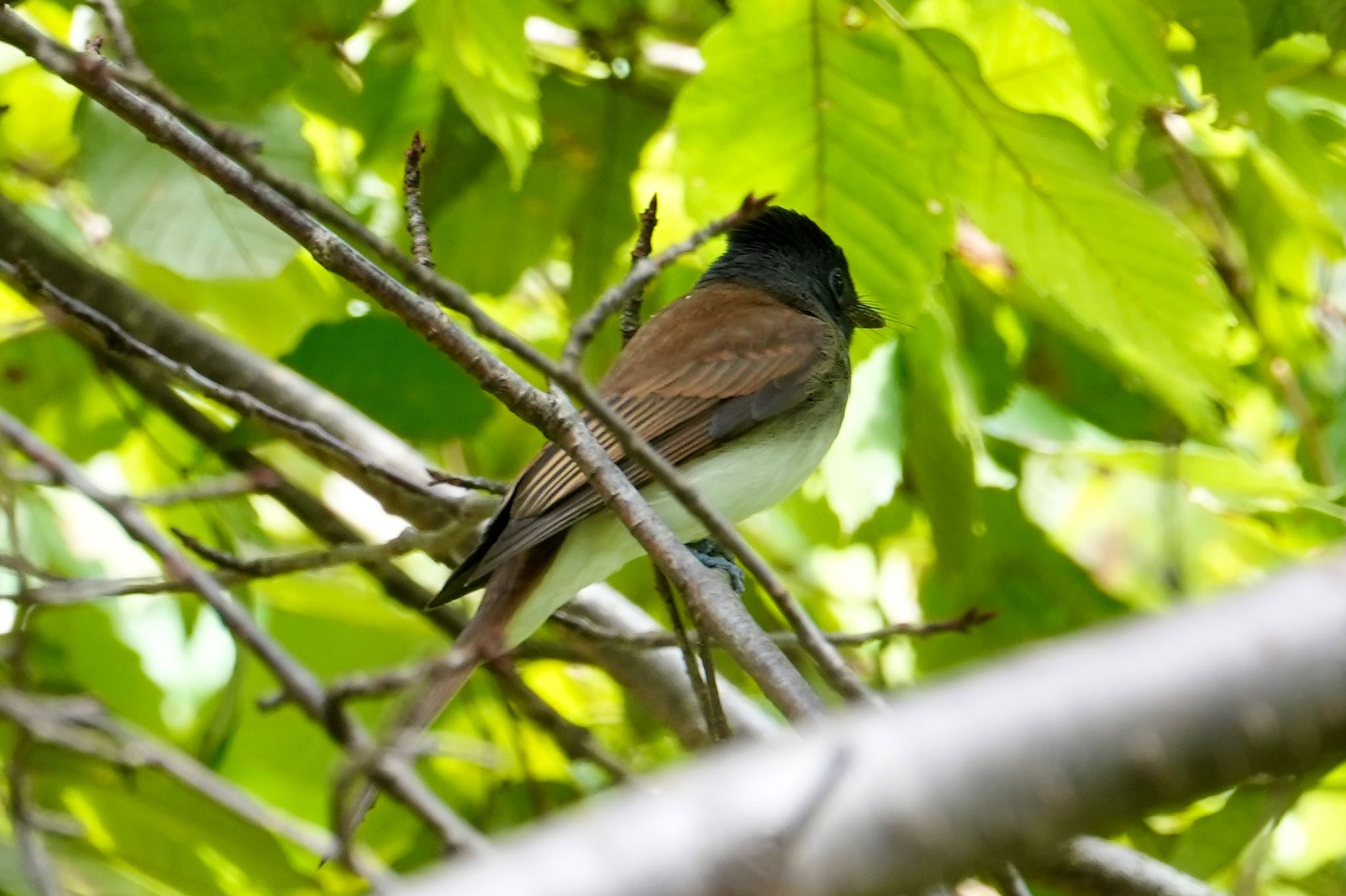 Black Paradise Flycatcher