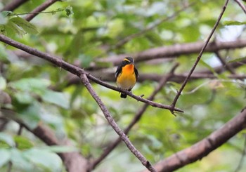 2023年10月8日(日) 神奈川県の野鳥観察記録