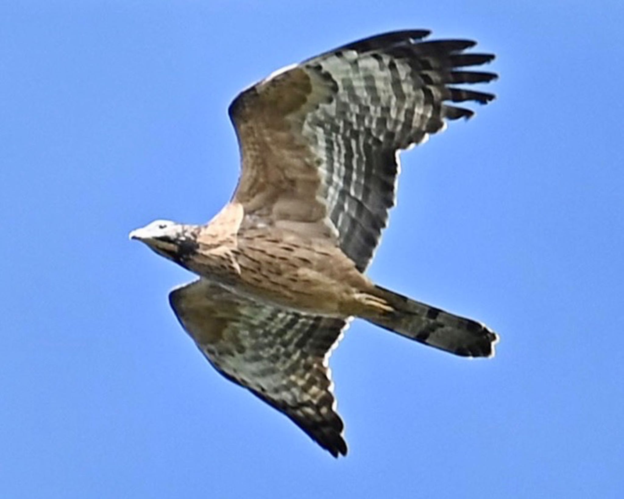 Photo of Crested Honey Buzzard at 伊良湖 by emi