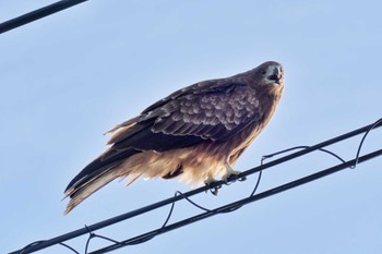 Black Kite Hegura Island Mon, 10/2/2023