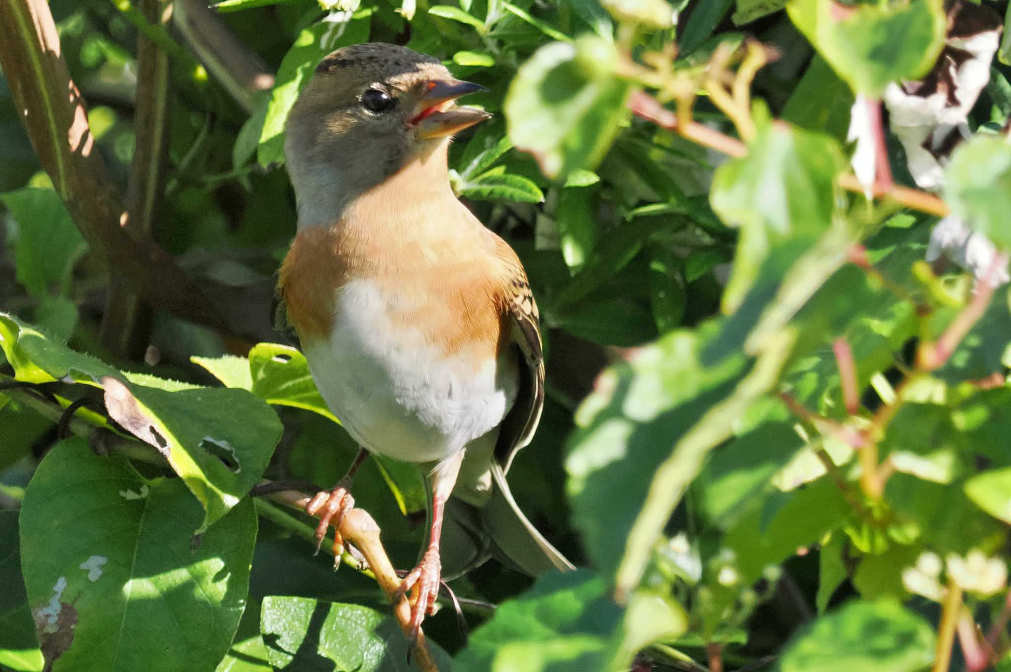 Photo of Brambling at Hegura Island by 藤原奏冥