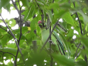 ワカケホンセイインコ 東京都町田市 2018年9月19日(水)