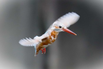 Common Kingfisher 神奈川県 Sun, 10/8/2023