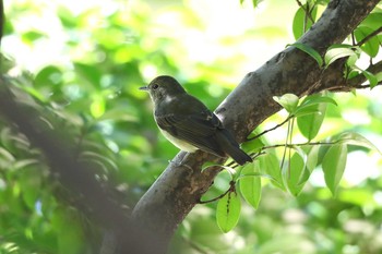 Narcissus Flycatcher Unknown Spots Wed, 9/19/2018