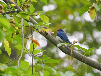 Blue-and-white Flycatcher Kyoto Gyoen Sun, 10/8/2023