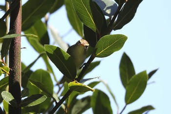 Eastern Crowned Warbler Unknown Spots Wed, 9/19/2018