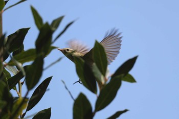 Eastern Crowned Warbler Unknown Spots Wed, 9/19/2018