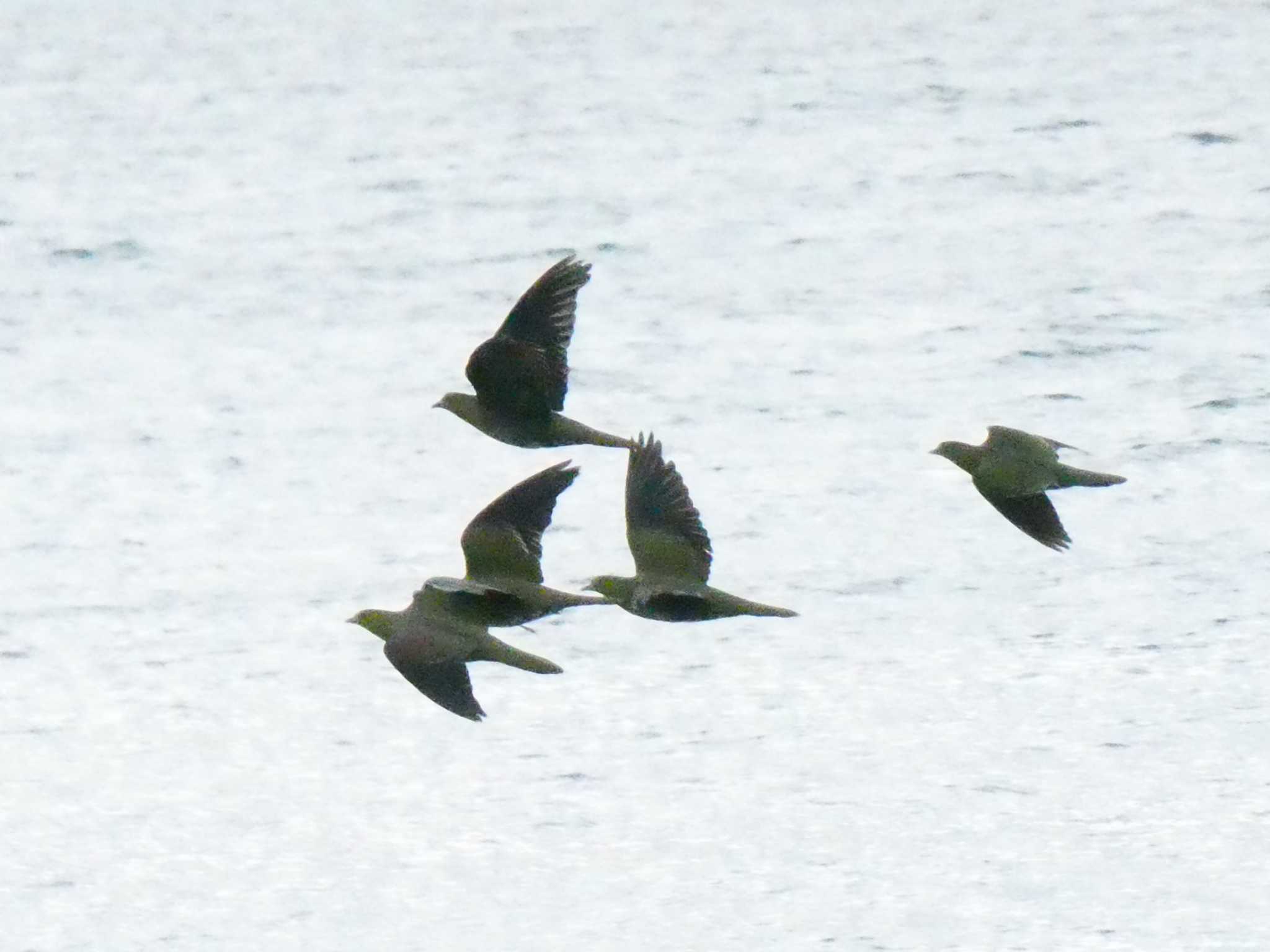 Photo of White-bellied Green Pigeon at Terugasaki Beach by 塩昆布長