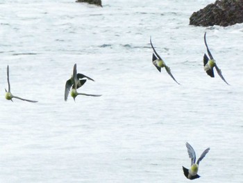 アオバト 大磯照ヶ崎海岸 2023年10月8日(日)