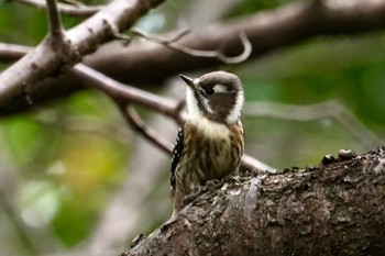 Sun, 10/8/2023 Birding report at 馬見丘陵公園