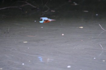 Common Kingfisher 愛鷹広域公園 Sun, 10/8/2023