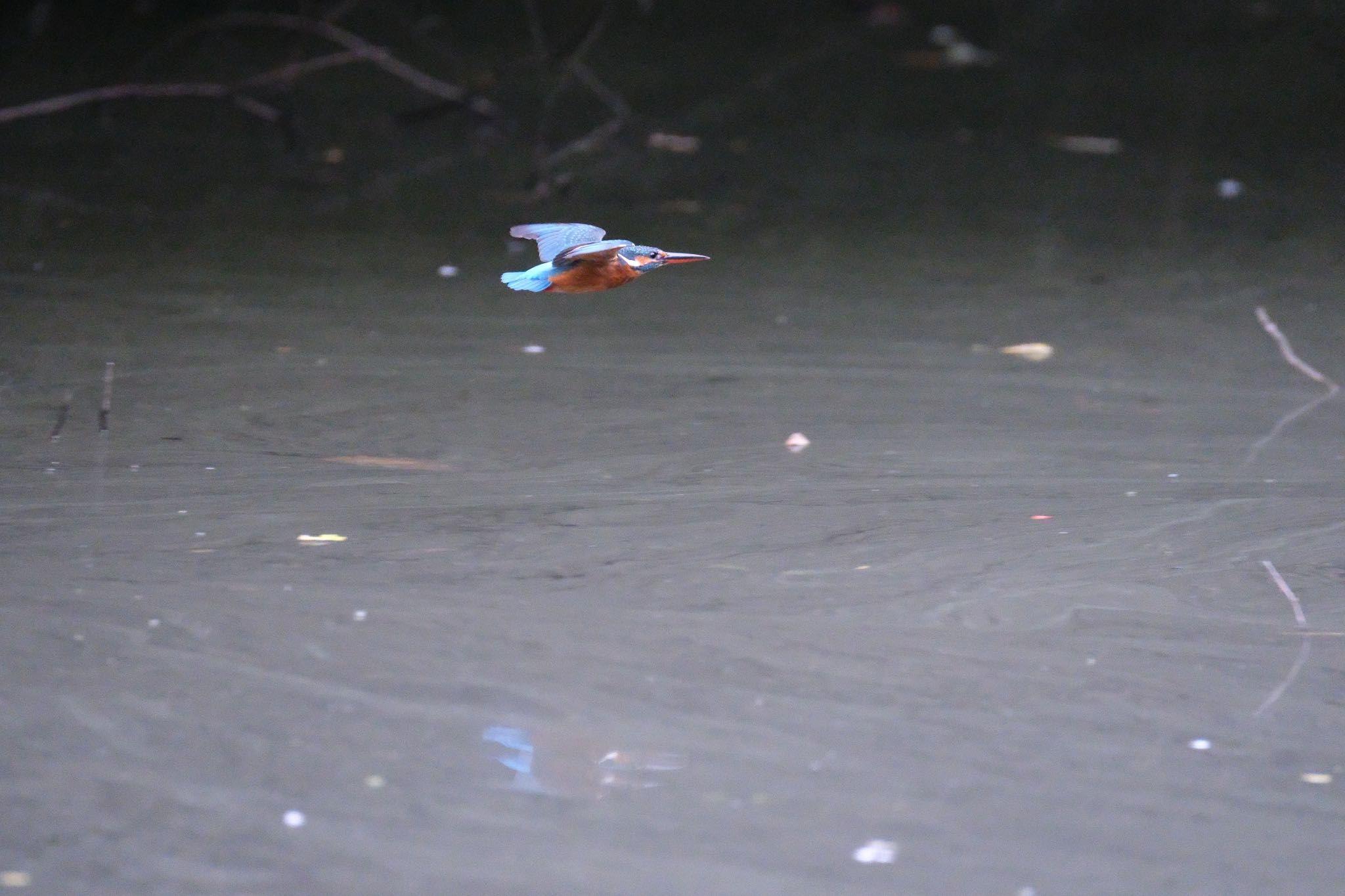 Photo of Common Kingfisher at 愛鷹広域公園 by ポン介