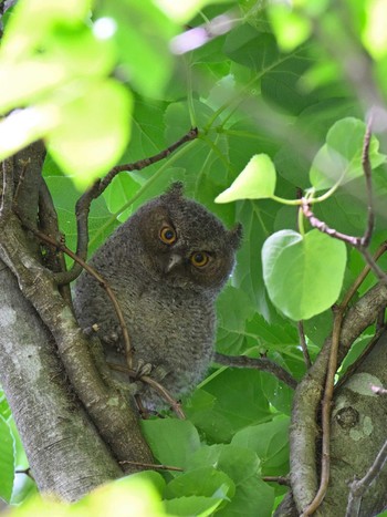 Japanese Scops Owl Unknown Spots Tue, 6/20/2023