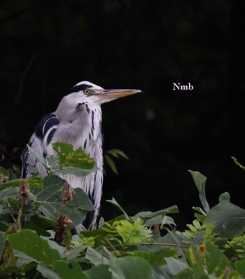 Grey Heron Unknown Spots Unknown Date