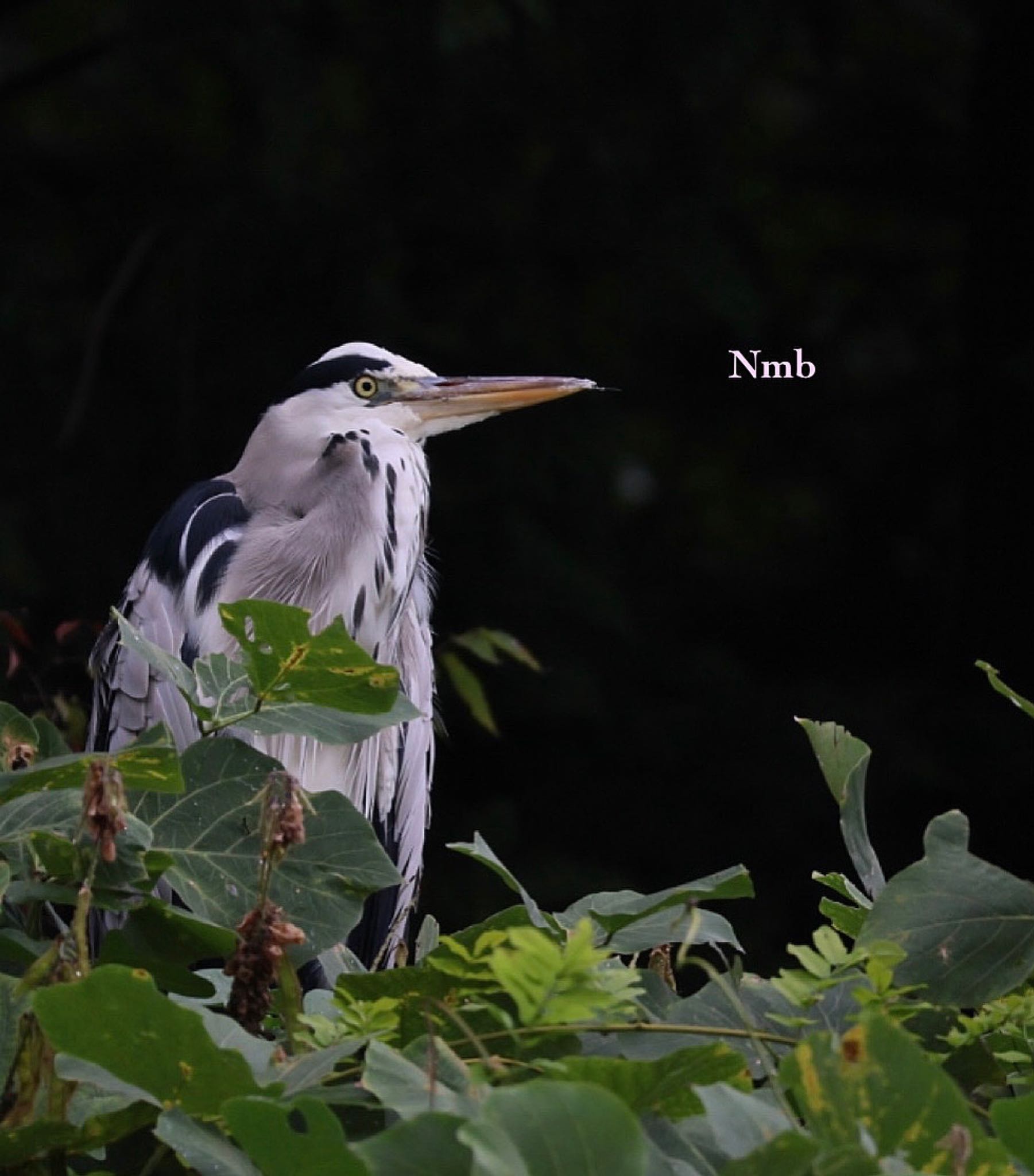 Photo of Grey Heron at  by soul.number.358