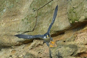 ハヤブサ 青葉山公園 2023年10月7日(土)