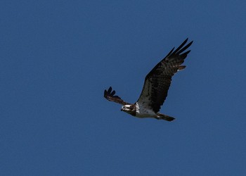 Osprey 神奈川県 宮ヶ瀬 Mon, 9/17/2018