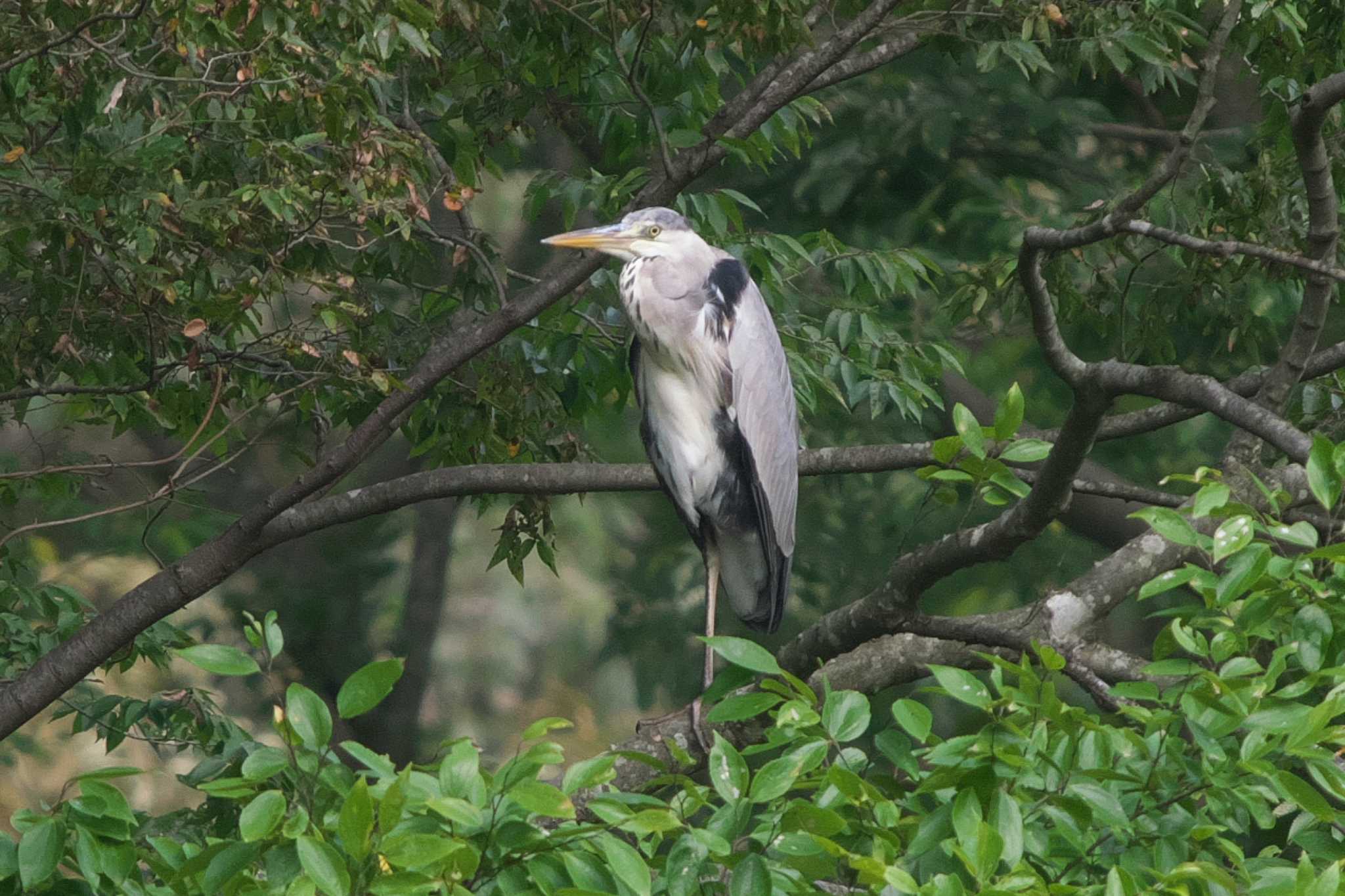 池子の森自然公園 アオサギの写真