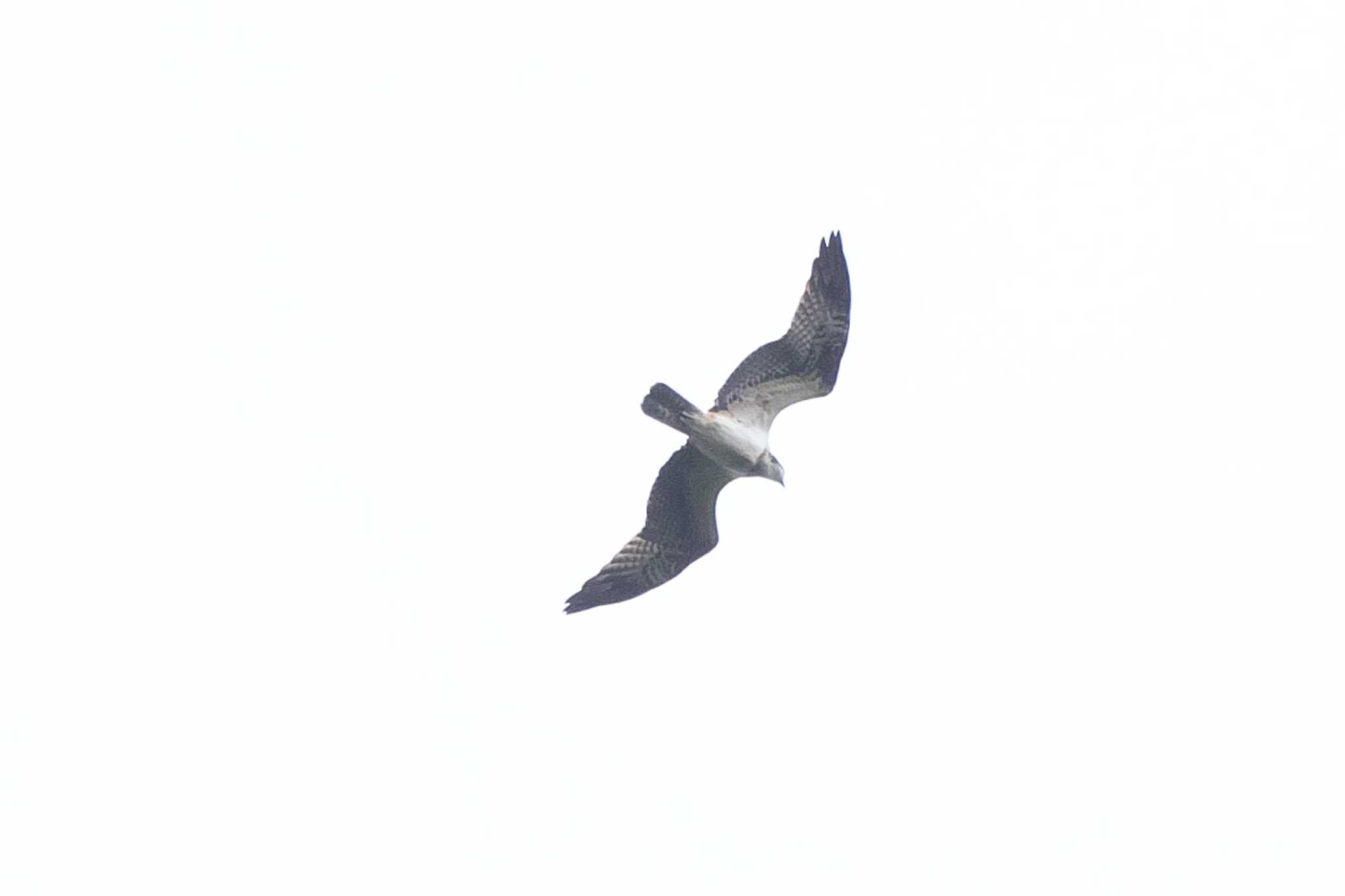 池子の森自然公園 ミサゴの写真