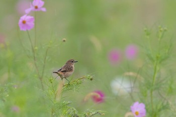 Amur Stonechat Unknown Spots Sun, 10/8/2023