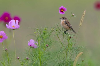 Amur Stonechat Unknown Spots Sun, 10/8/2023