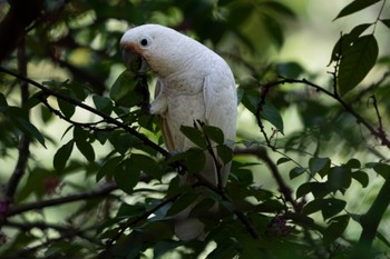 Tanimbar Corella Singapore Botanic Gardens Sun, 10/8/2023