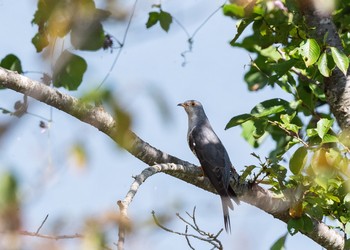 Oriental Cuckoo 神奈川県 Mon, 9/17/2018